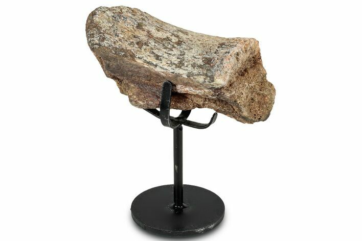 Theropod Dinosaur Vertebra Section w/ Metal Stand - Colorado #331124